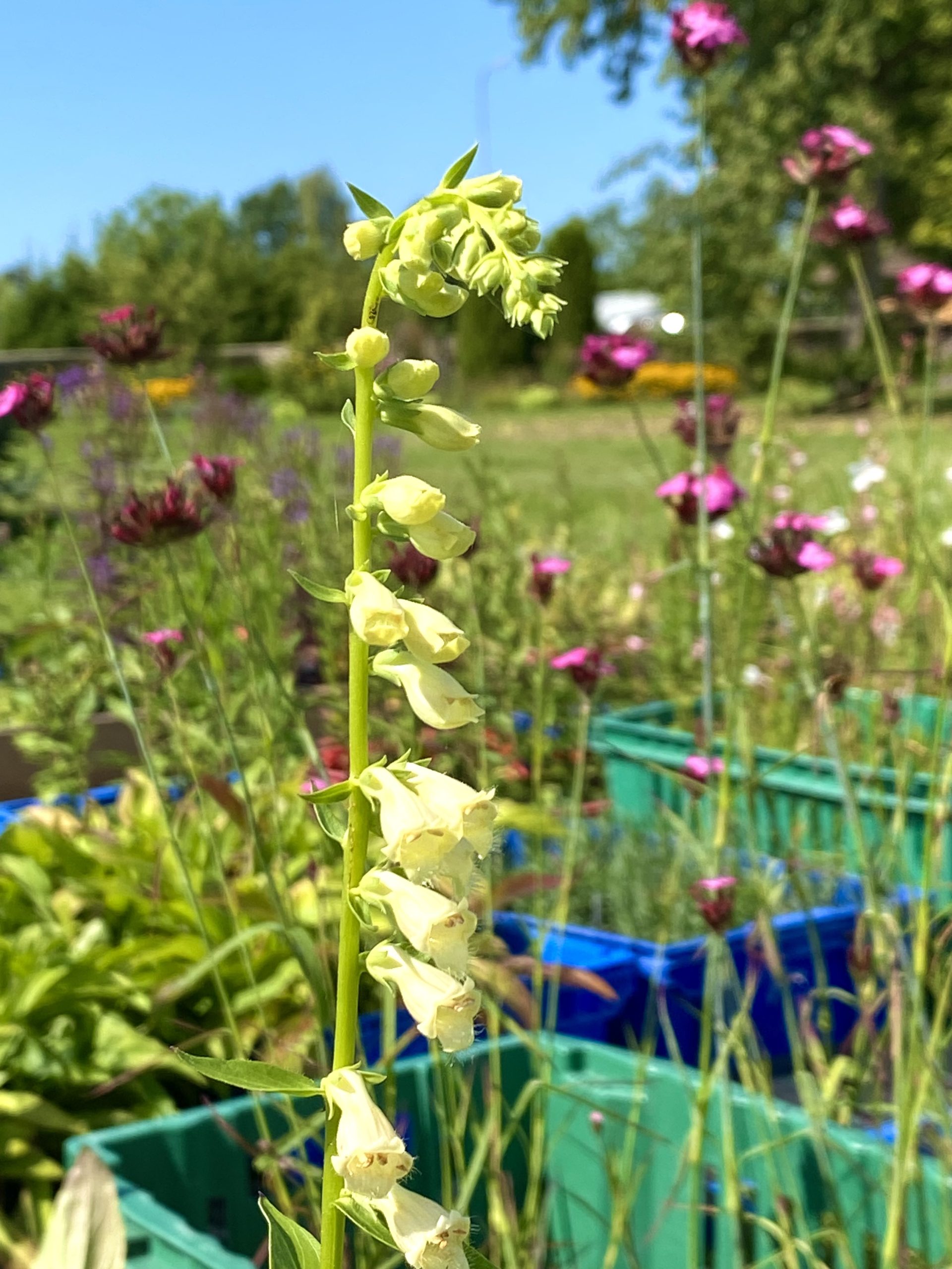 digitalis-lutea-kollane-sormkubar-potis