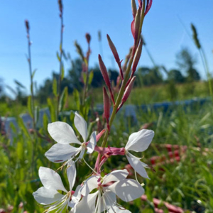 Gaura Compact White Harilik kalevikepp
