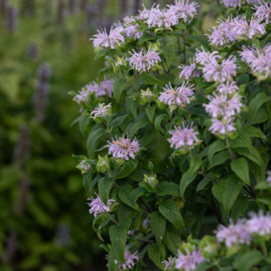 Monarda bradburiana