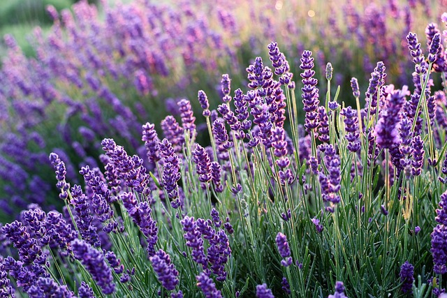 lavenders, flowers, lavender field, purple flowers, bloom, blossom, beautiful flowers, flora, nature, fragrance, flower wallpaper, flower background, inflorescence