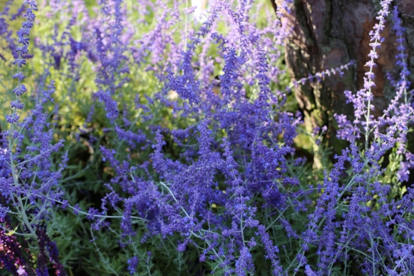 PEROVSKIA atriplicifolia ‘Blue Stee’ perovskia