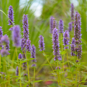 Agastache rugosa Kurd-hiidiisop
