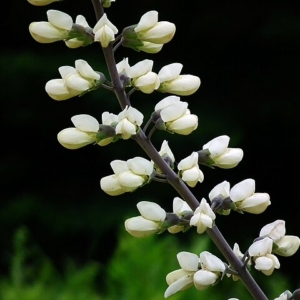 Baptisia alba valge indigopõõsas