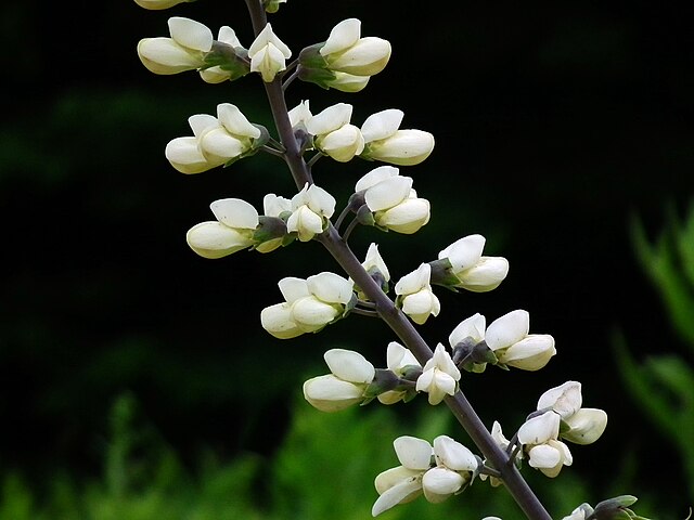 Baptisia alba valge indigopõõsas