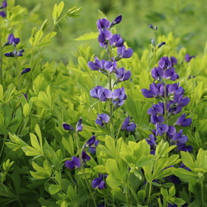 Baptisia australis var. minor väike sinine indigopõõsas