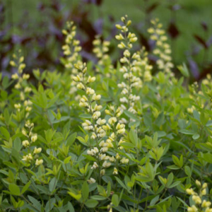 Baptisia bracteata var. leucophaea Preeria-indigopõõsas