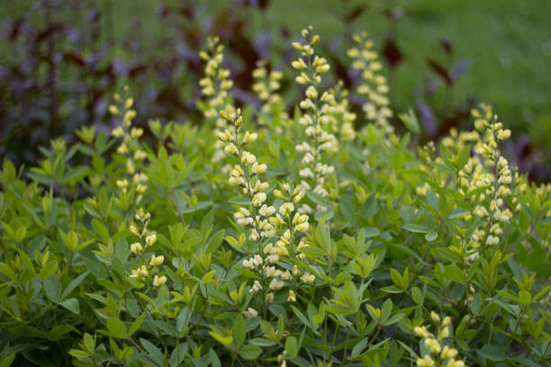 Baptisia bracteata var. leucophaea Preeria-indigopõõsas