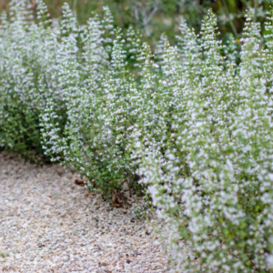Calamintha nepeta ssp. nepeta 'White Cloud Strain' Harilik kivimünt