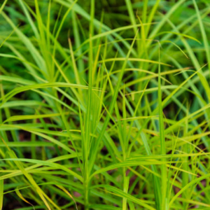 Carex muskingumensis Palmilehine tarn