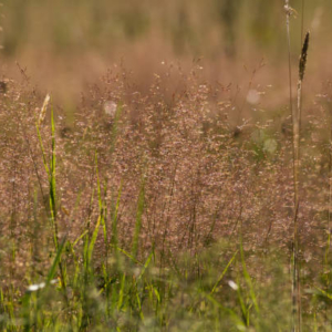 Deschampsia flexuosa Võnk-kastevars