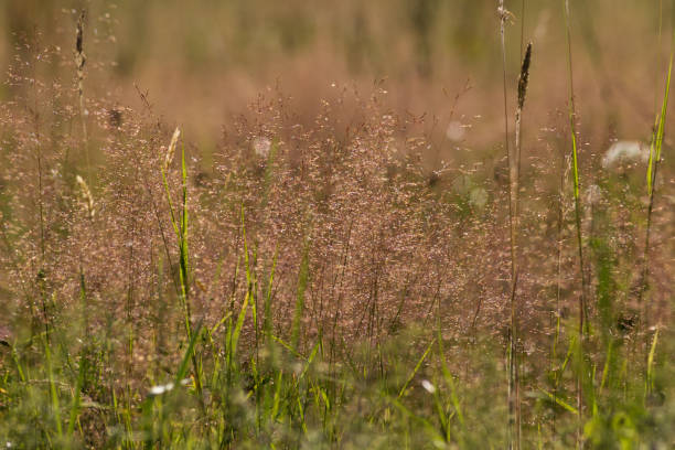 Deschampsia flexuosa Võnk-kastevars