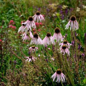 Echinacea pallida 'Hula Dancer' Kahkjas siilkübar 'Hula Dancer'