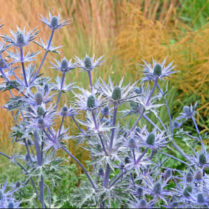 Eryngium alpinum 'Blue Star'