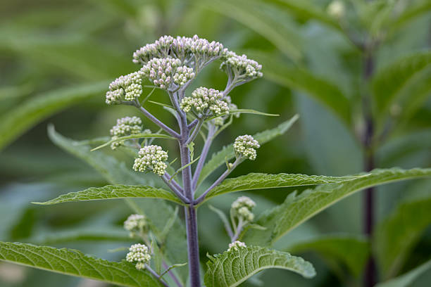 Eupatorium purpureum var. angustifolium f. albidum 'Ivory Towers' Männaskanep