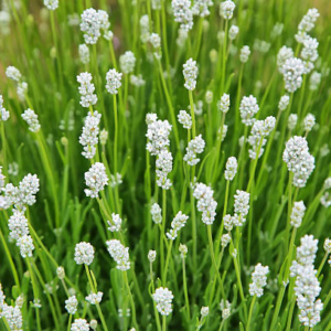 Lavandula angustifolia 'Alba' Valge lavendel
