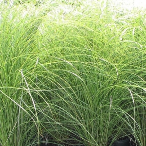Miscanthus sinensis Gracillimus Hiina siidpööris Gracillimus