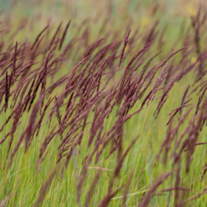 Molinia caerulea Moorhexe Harilik sinihelmikas Moorhexe