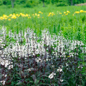 Penstemon digitalis 'Husker Red' Sõrmkübarjas peekerlill