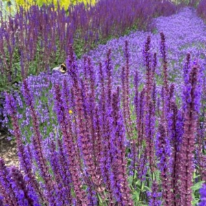 Salvia nemorosa 'Blaukönigin' Metssalvei 'Blaukönigin'